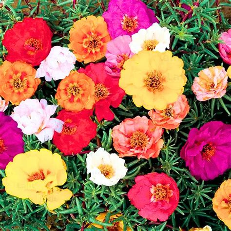 Moss Rose "Pack of 6" (Multi Color) - Plant – Lalit Enterprise