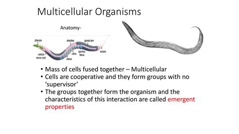 Image result for Multicellular Cells