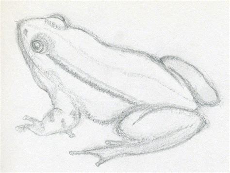 frog drawing easy realistic
