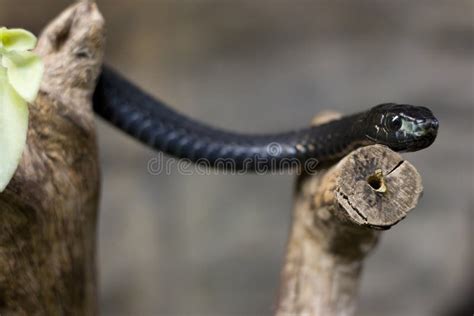 黑色蛇 库存图片. 图片 包括有 爬行, 滑动, 响尾蛇, 猎人, 被照顾的, 黑暗, 五颜六色, 吓呆 - 21880671