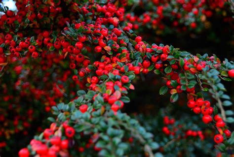 The Most Popular Drought-Tolerant Shrubs