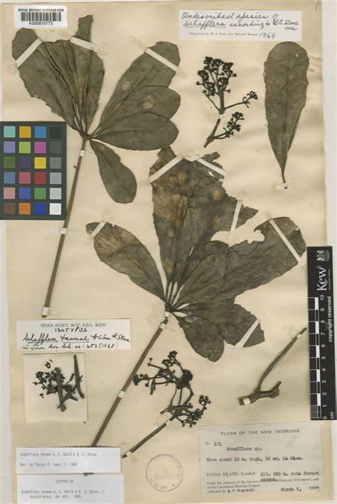 Plerandra tannae (A.C.Sm. & B.C.Stone) G.M.Plunkett, Lowry & Frodin ...