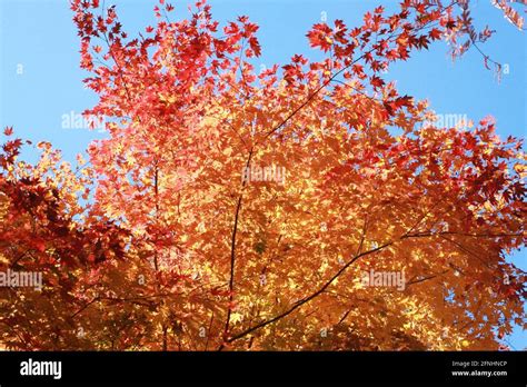 Image result for Silver Maple Tree Fall Color