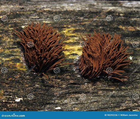Stemonitis Splendens Slime Mold Stock Photography | CartoonDealer.com ...