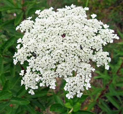 Honest Seed False Queen Anne's Lace Seeds, Bishops Flower, 85% Germination - Walmart.com