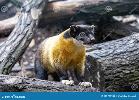 Yellow-throated Marten, Martes Flavigula, is a Beautiful Very Agile ...