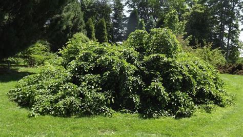 Carpinus betulus 'Dervaesii' Vienna™ - Vienna™ weeping European ...