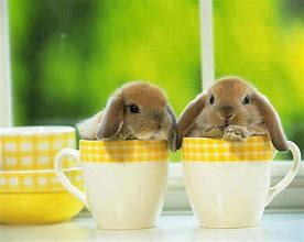 Image result for Teacup Dwarf Bunnies