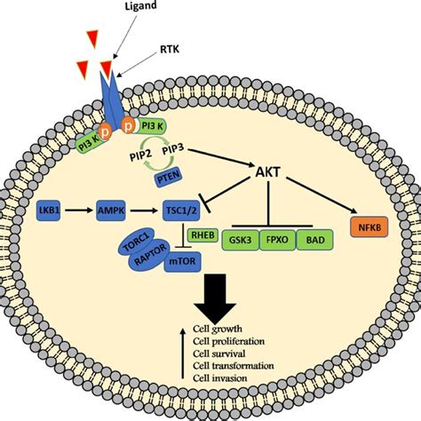 Image result for PI3K Pathway