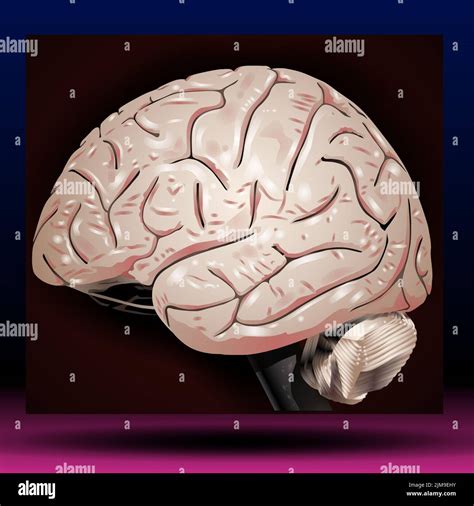 Real human brain anatomy hi-res stock photography and images - Alamy
