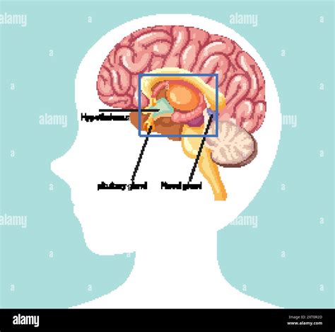 Detailed diagram of brain glands and structures Stock Vector Image & Art - Alamy