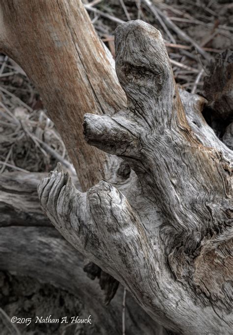 Image result for Tree Monsters CT