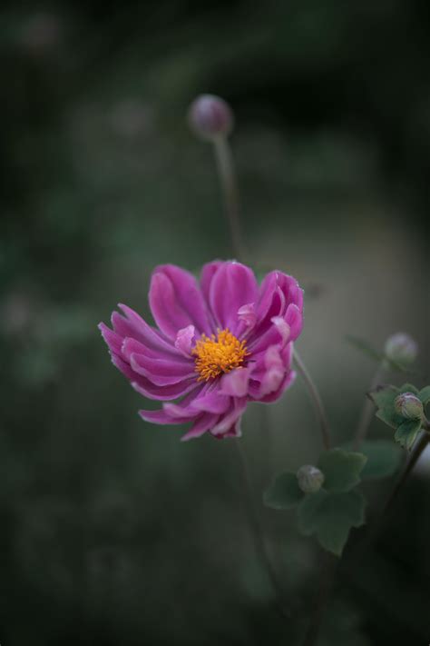 Camilla+Araujo+Pink+Pic Photos, Download The BEST Free Camilla+Araujo ...