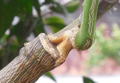 Image result for Sorted Descending Python