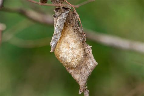 Pupa - A-Z Animals