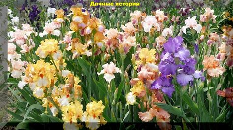 Ирис - цветок богини Ириды. Практические советы бывалых дачников ...