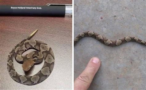 Baby Copperhead Snake Look Like