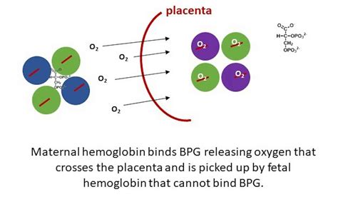 Hemoglobin – the biochem that helps fetuses “breath” | Pollock Research Lab