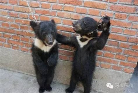 苏州马戏团被曝虐待黑熊 强迫小熊直立几小时_央广网