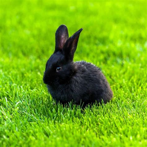 Black Bunny Names