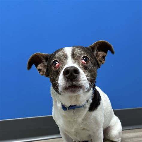 Rupert - 15/10 Foundation