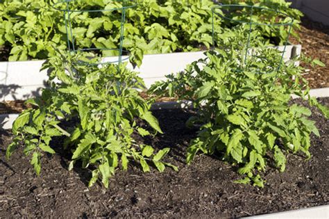How to Trellis and Stake Plants to Keep Them Upright – AllThatGrows