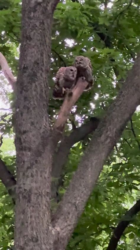 Nebraska Barred owls | Scrolller