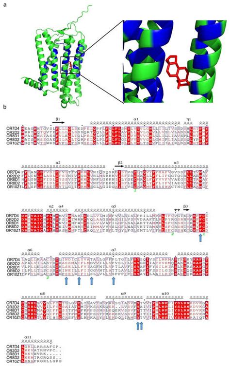 Identification of Olfactory Receptors Responding to Androstenone and ...