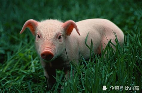 猪图片卖萌图片大全2018最新 你是我见过最可爱的猪宝宝-腾牛个性网