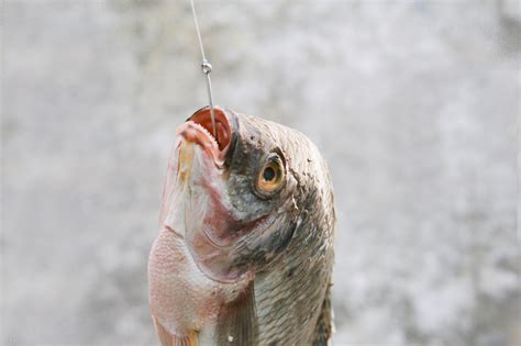 Image result for How to Basic Fish