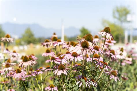 Open Space Architecture Design 的图像结果