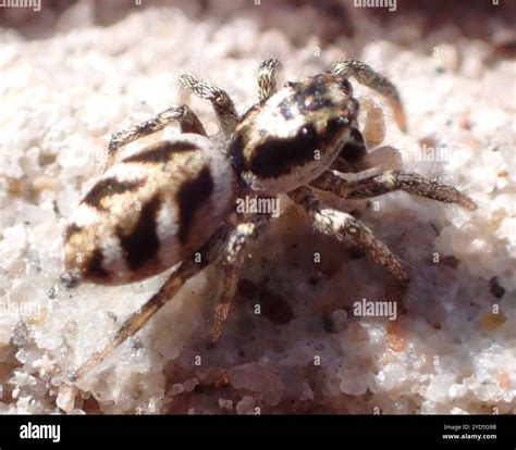 Zebra Jumping Spider (Salticus scenicus Stock Photo - Alamy