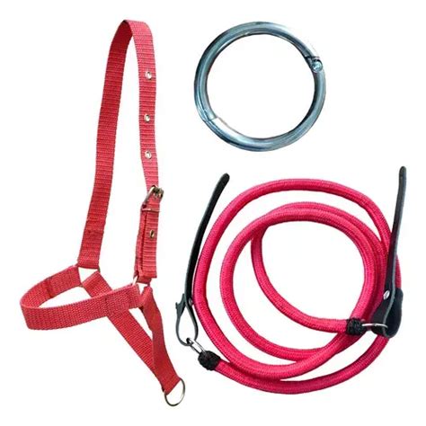 Kit Rédia Com Cabresto Buçal E Argola Formiga Nariz De Boi - TikTok ...