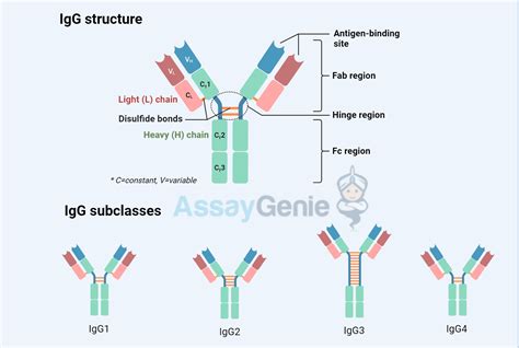 Immunoglobulin vs Antibody: Unveiling the Intricacies - Assay Genie