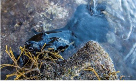 Heal The Bay - Care Ministry, Cabrillo Marine Aquarium, San Pedro, 17 ...