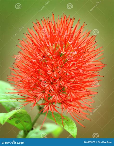 Red Bushy Flower stock photo. Image of organic, garden - 6861070
