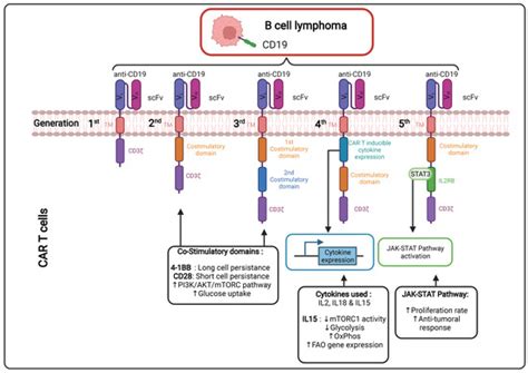 Importance of T, NK, CAR T and CAR NK Cell Metabolic Fitness for ...