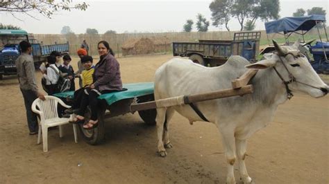 Pratapgarh Farms and Resorts (Jhajjar, Haryana) - Ranch Reviews ...