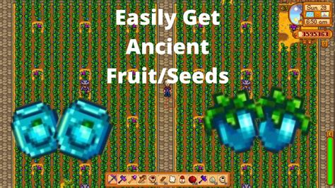 How To Jumpstart Your Ancient Fruit Farm In Stardew Valley - YouTube