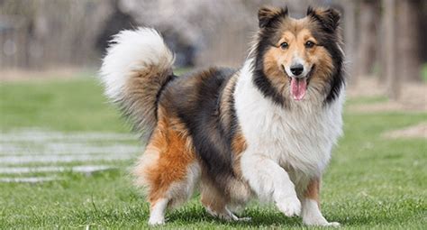Is Your Dog Overweight, Underweight, or Just Right? - IAMS