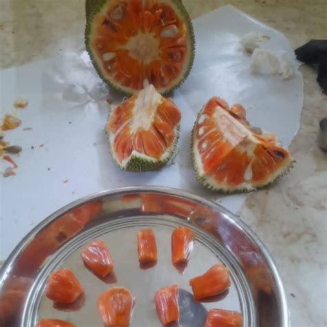 Red Gumless Jack Live Plant (Artocarpus heterophyllus) – veliyathgardens