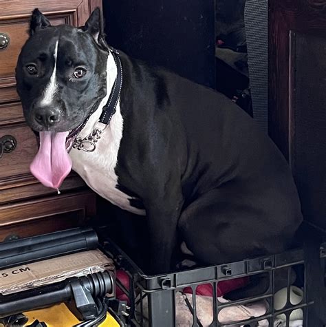 Anybody else’s house hippo exhibit Odd behavior during a thunderstorm : r/velvethippos