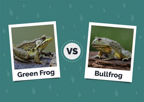 Image result for Python vs Frog
