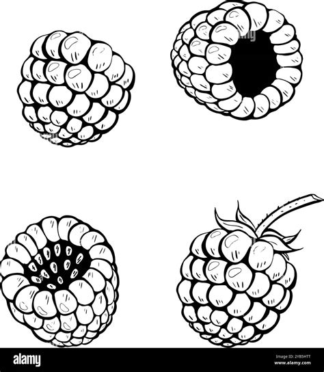 Image result for Draw Raspberry