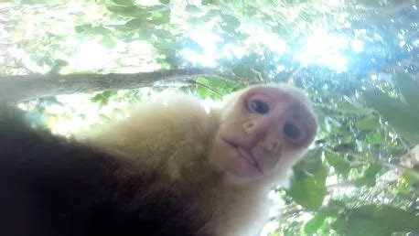 Image result for Monkey GoPro