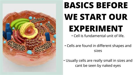 Cheek Cell Experiment Method 的图像结果