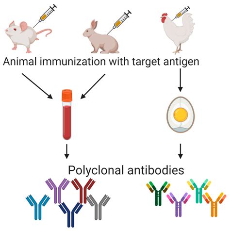 Polyclonal Vs Monoclonal Antibody