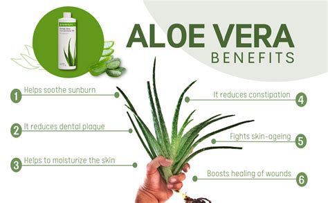 Herbalife Aloe Concentrate Tonic - 500ml : Amazon.in: Health & Personal ...