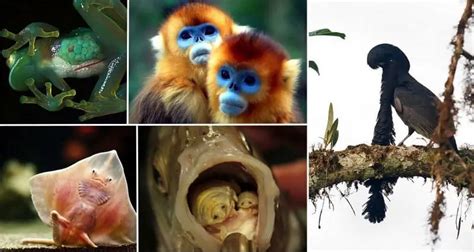 Image result for Alien Like Creatures