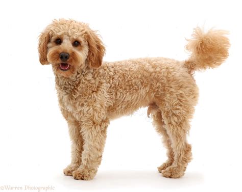 Image result for White Cockapoo
